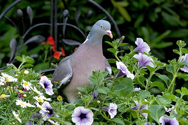 Comment s'y prendre pour éloigner les pigeons de son jardin ?