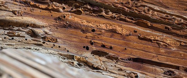 Traitez votre charpente : méthodes, coûts et conseils essentiels