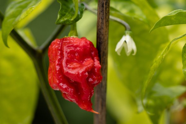 Découvrez les plants de Carolina Reaper pour piments extrêmes