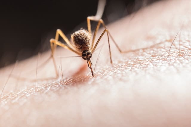 Comment faire des Anti-moustique ?