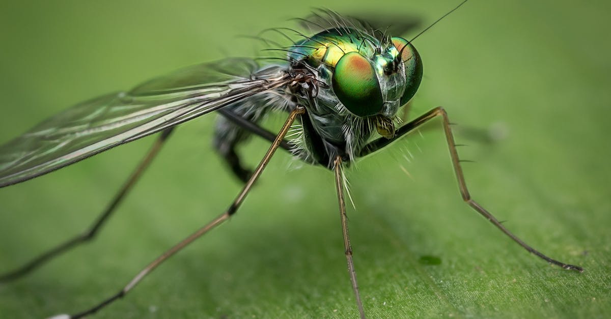 Quel est le meilleur piège à  moustique ?