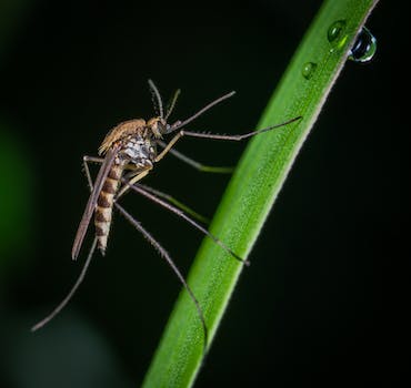 Quel produit naturel anti-moustique ?