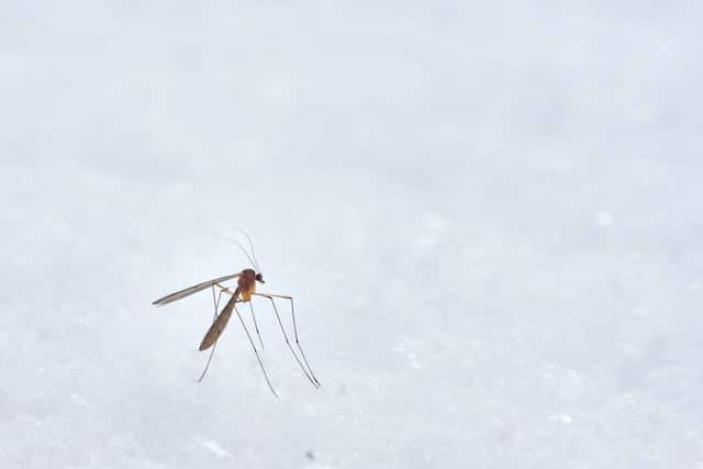 Pourquoi se faire piquer par les moustiques ?