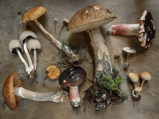 5 bienfaits des champignons sur la santé