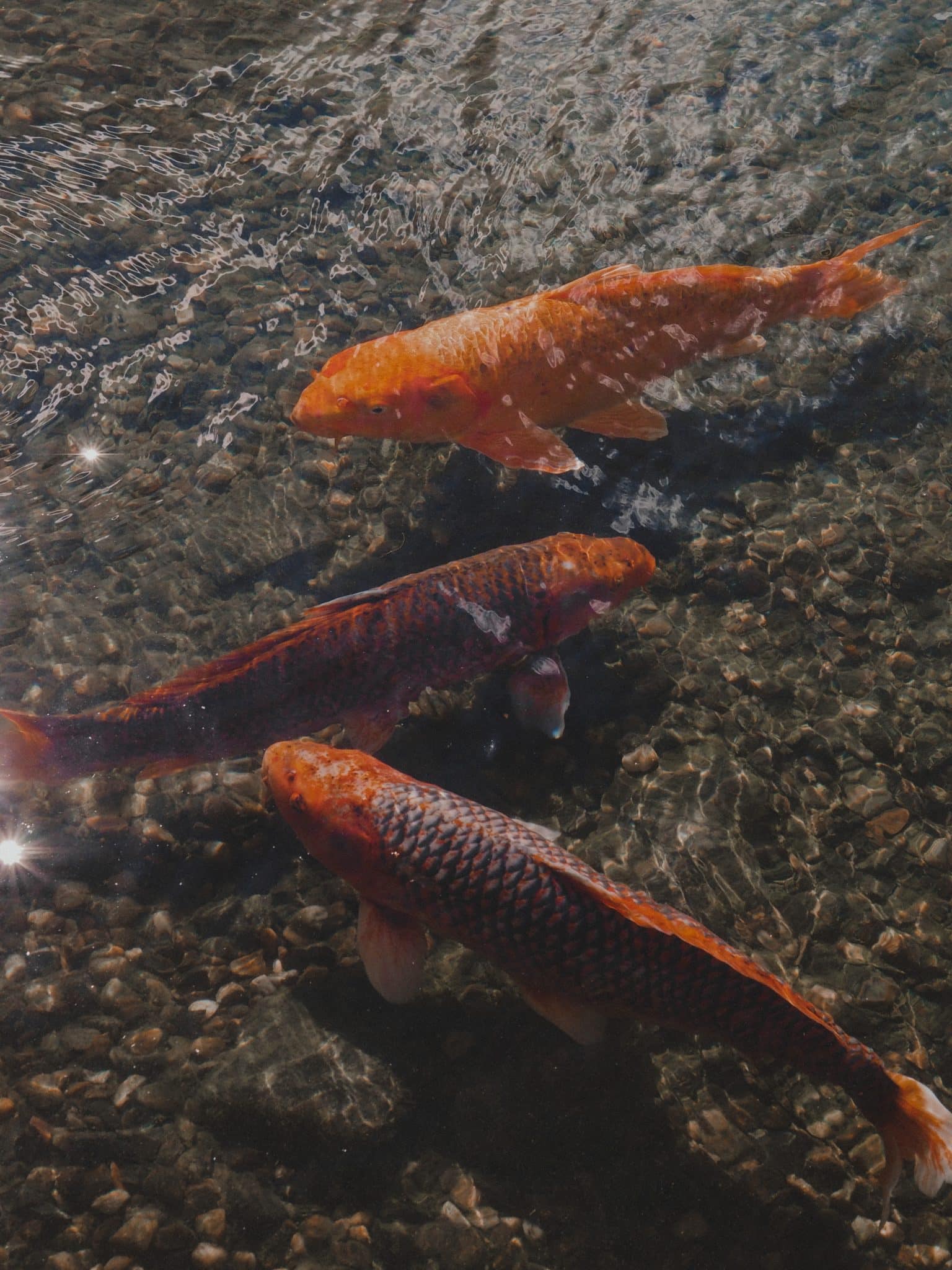 Un jardin zen avec un bassin de carpes Koi japonaises : invitez la sérénité chez vous