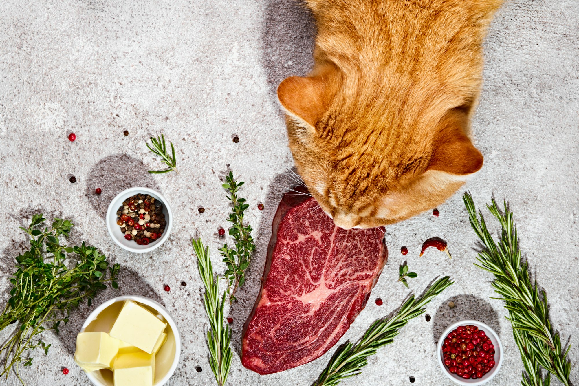 Alimentation saine pour animaux : conseils pour choisir les meilleurs produits